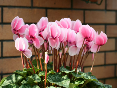 Cyclamen persicum cv.