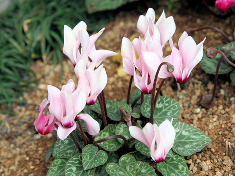 Cyclamen persicum cv.