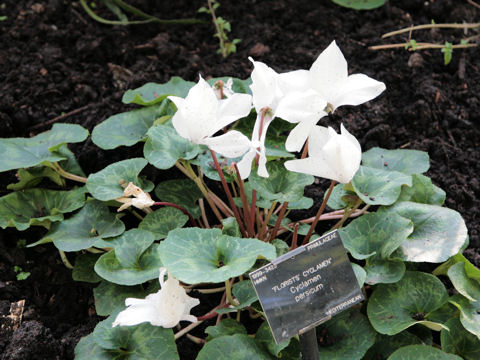 Cyclamen persicum cv.