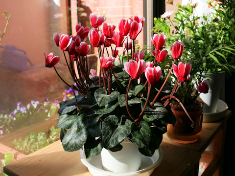 Cyclamen persicum cv.