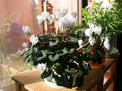 Cyclamen persicum cv.