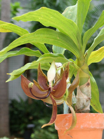 Cycnoches loddigesii