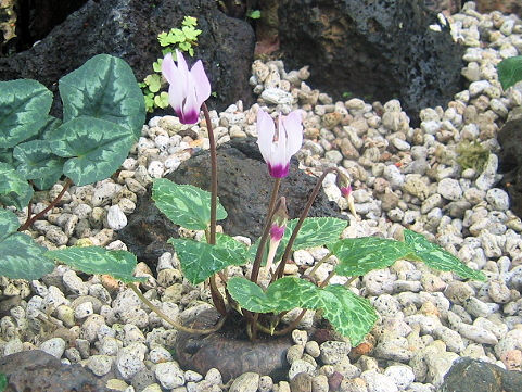 Cyclamen persicum