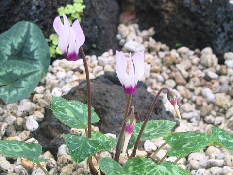 Cyclamen persicum