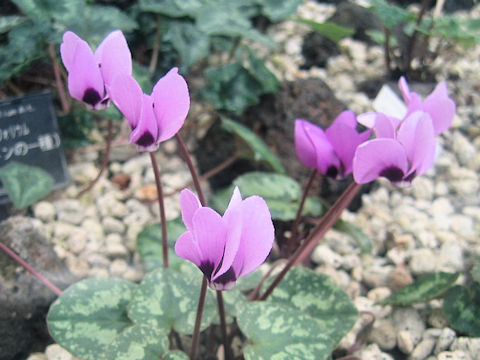 Cyclamen pseudibericum