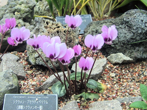 Cyclamen pseudibericum