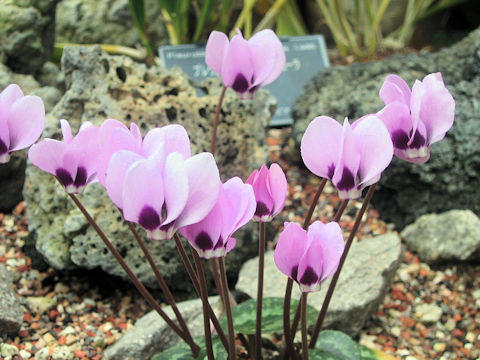 Cyclamen pseudibericum