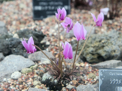 Cyclamen pseudibericum