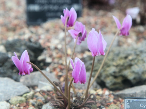 Cyclamen pseudibericum