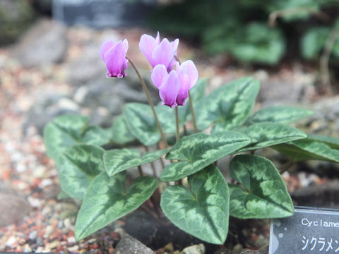 Cyclamen pseudibericum