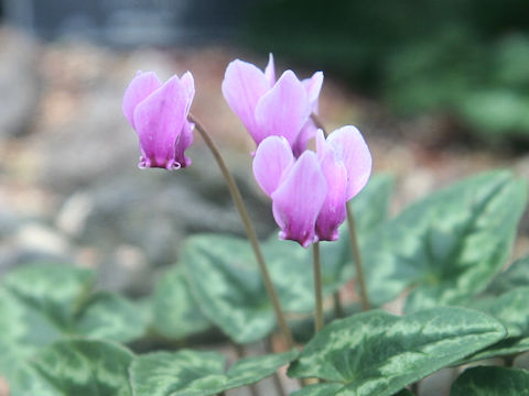 Cyclamen pseudibericum