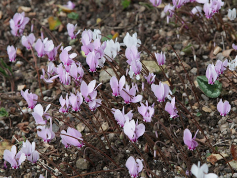 Cyclamen purpurascens