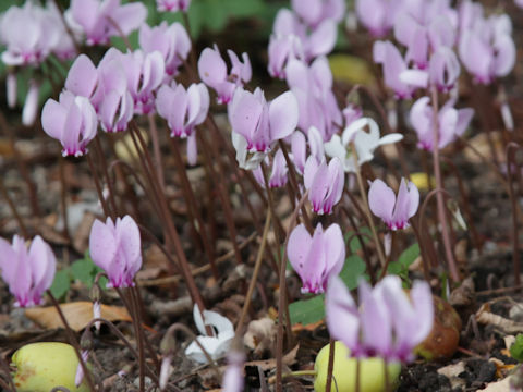 Cyclamen purpurascens