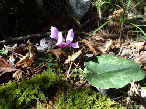 Cyclamen purpurascens