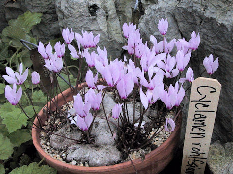 Cyclamen rohlfsianum