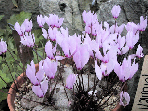 Cyclamen rohlfsianum