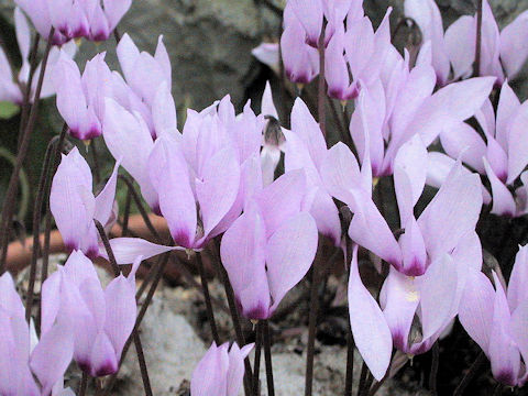 Cyclamen rohlfsianum