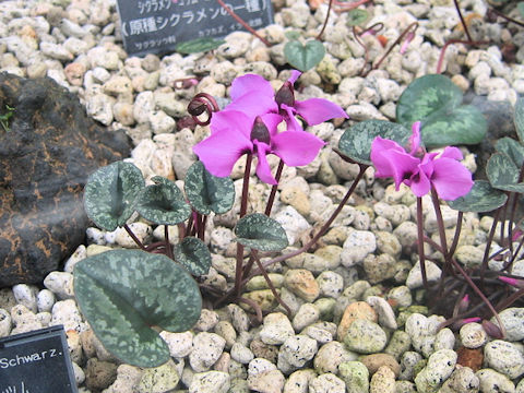 Cyclamen trochopteranthum