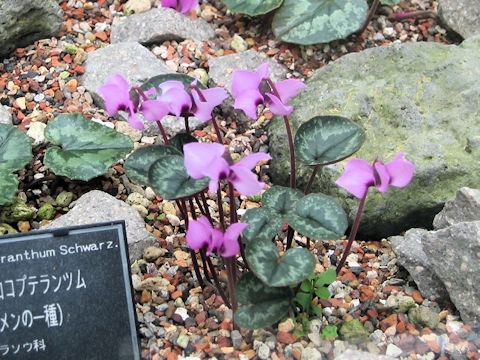 Cyclamen trochopteranthum