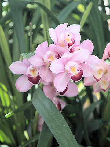 Cymbidium cv.