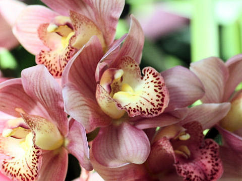 Cymbidium cv.