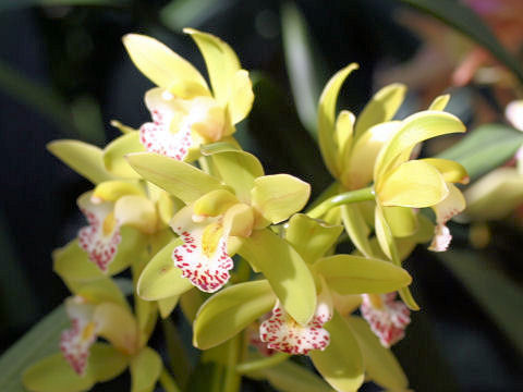 Cymbidium cv.