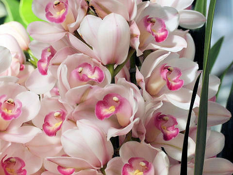 Cymbidium cv.