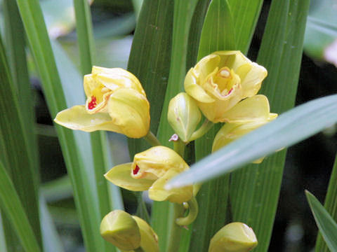 Cymbidium cv.