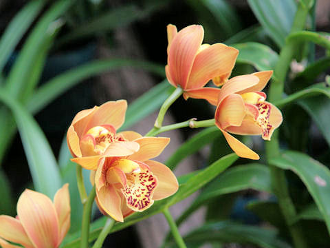 Cymbidium cv.