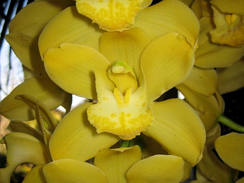 Cymbidium cv.