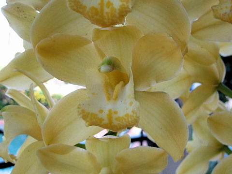 Cymbidium cv.