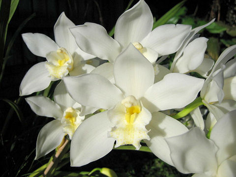 Cymbidium cv.