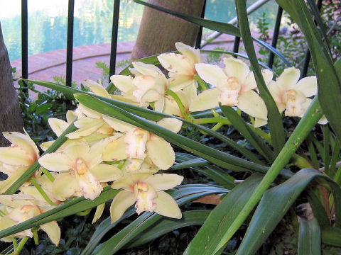 Cymbidium cv.