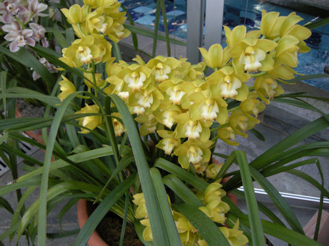 Cymbidium cv.