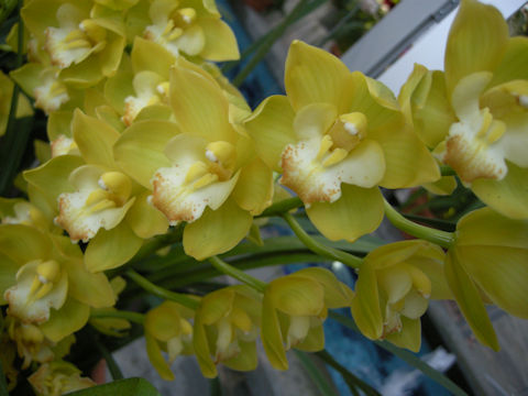 Cymbidium cv.