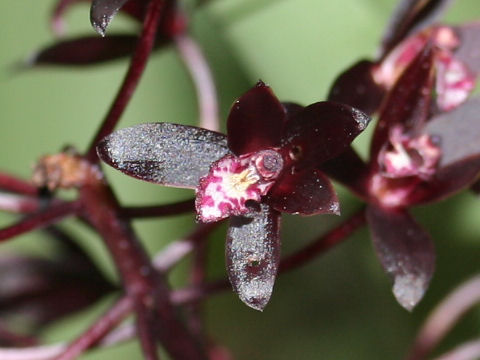 Cymbidium canaliculatum