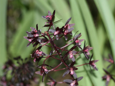 Cymbidium canaliculatum