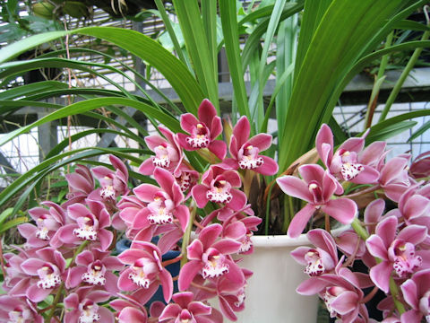 Cymbidium Sara Jean 'Ice Cascade'