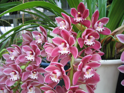 Cymbidium Sara Jean 'Ice Cascade'