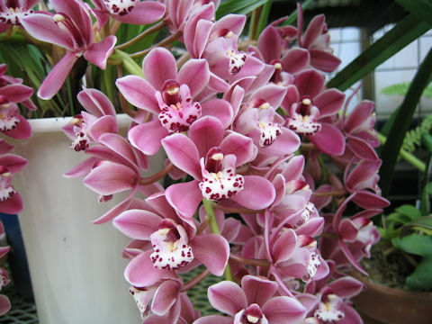 Cymbidium Sara Jean 'Ice Cascade'