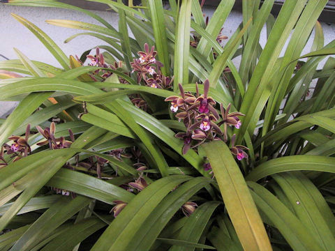 Cymbidium pumilum