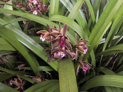 Cymbidium pumilum