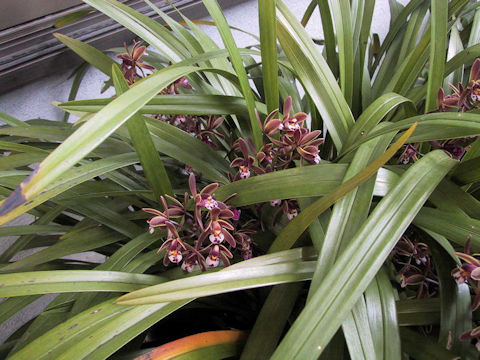 Cymbidium pumilum