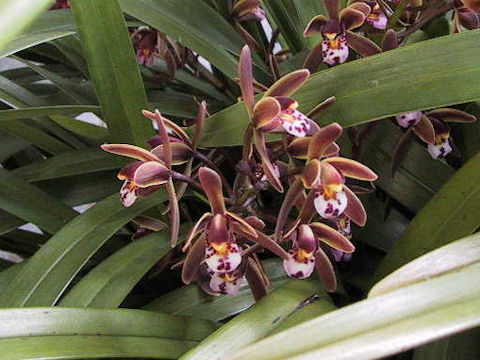 Cymbidium pumilum