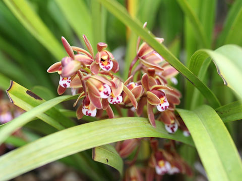 Cymbidium pumilum