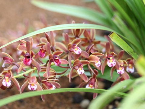 Cymbidium pumilum