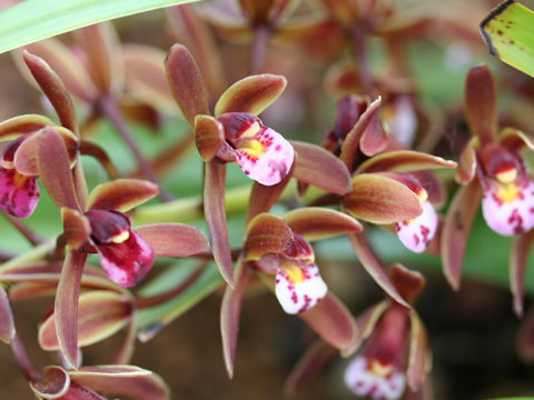 Cymbidium pumilum