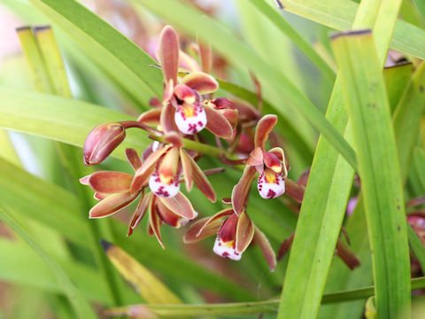 Cymbidium pumilum