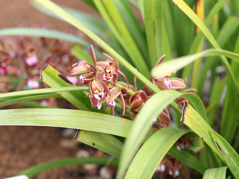 Cymbidium pumilum