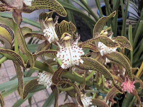 Cymbidium tracyanum